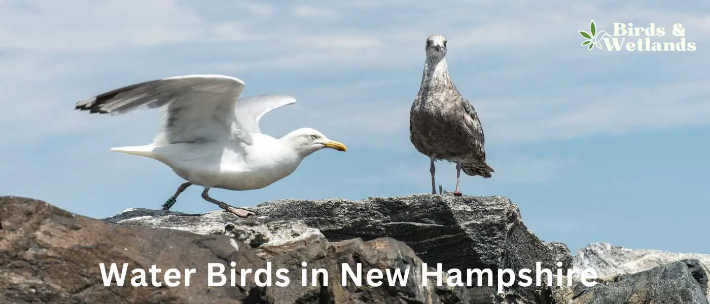 Water Birds in New Hampshire