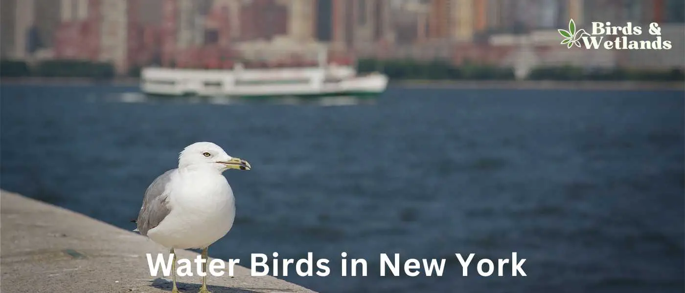 Water Birds in New York