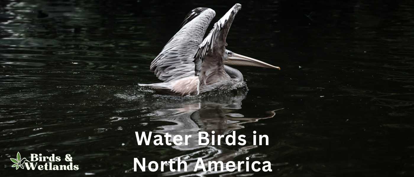 Water Birds in North America