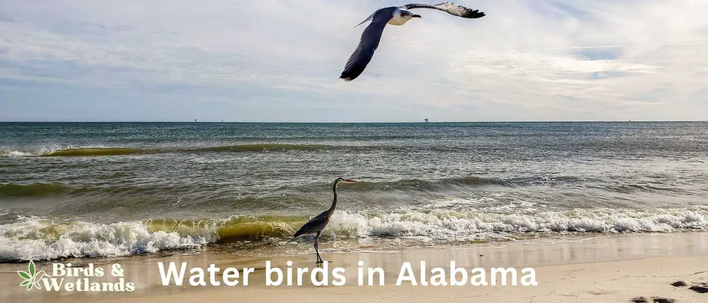 Water birds in Alabama
