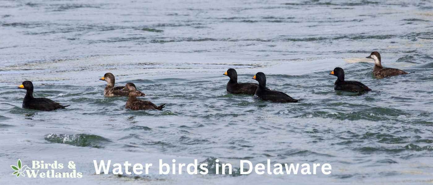 Water birds in Delaware