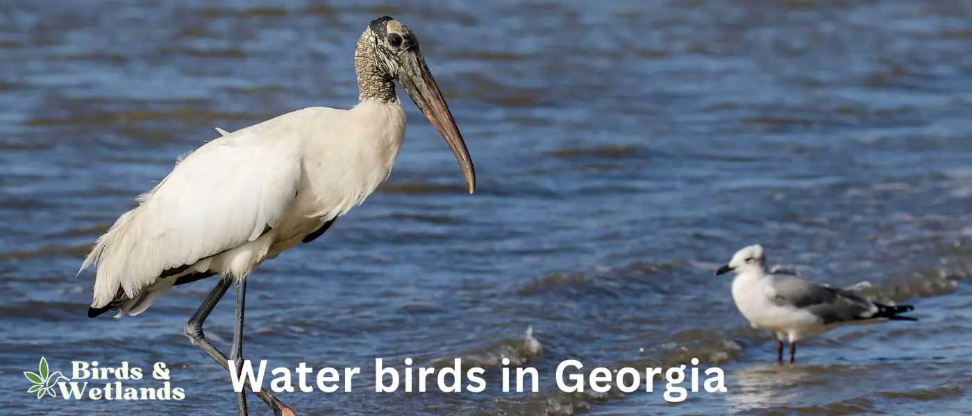 Water birds in Georgia