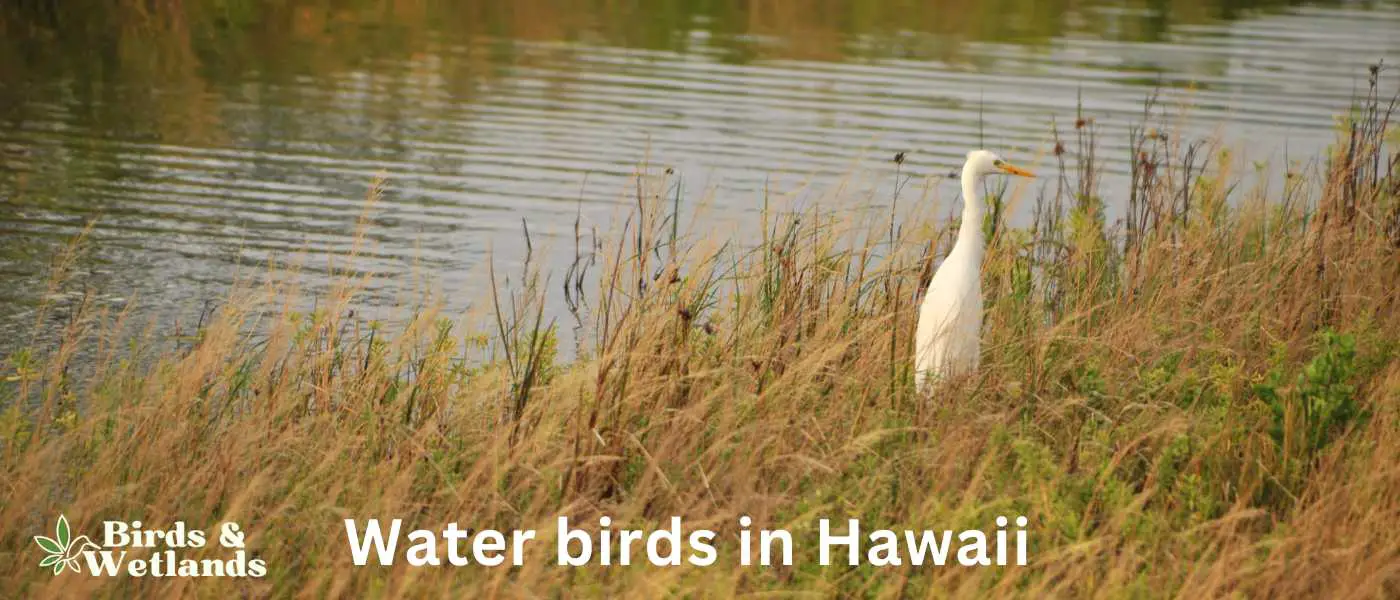 Water birds in Hawaii