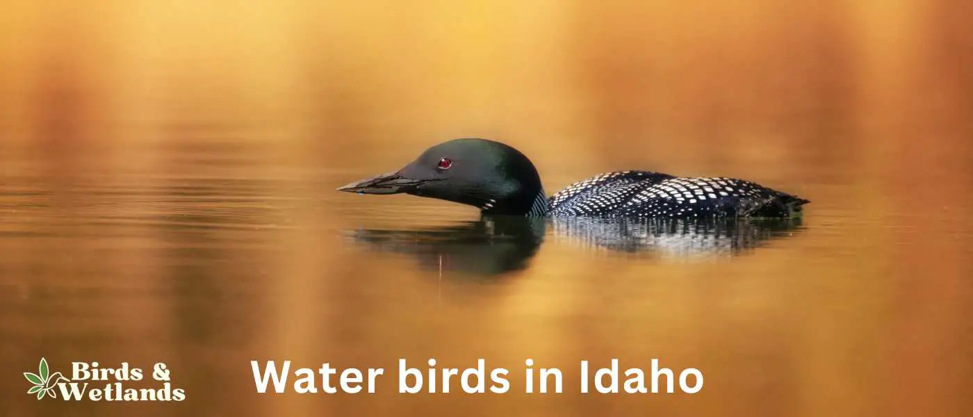 Water birds in Idaho