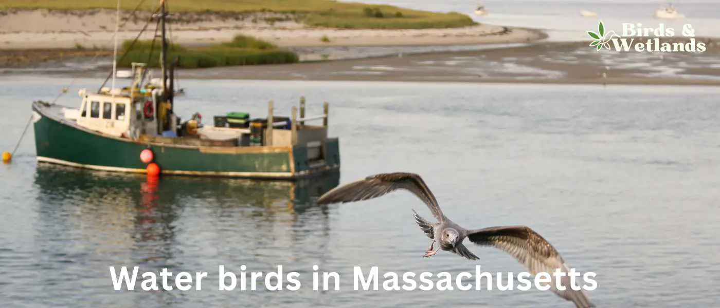 Water birds in Massachusetts