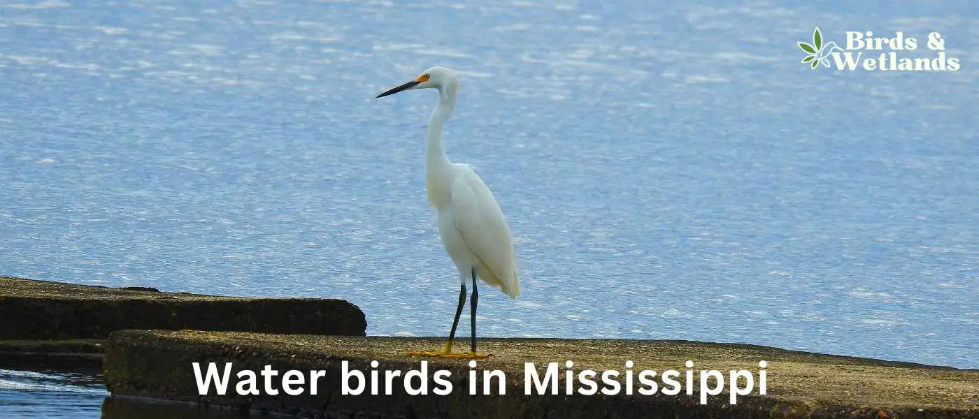 Water birds in Mississippi