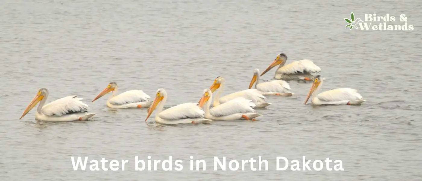 Water birds in North Dakota