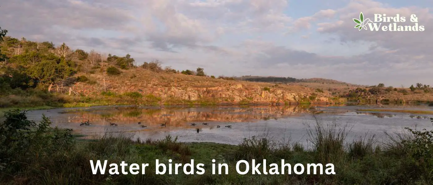 Water birds in Oklahoma