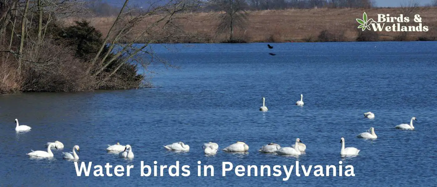 Water birds in Pennsylvania