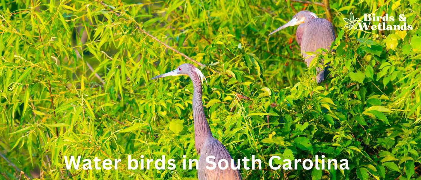 Water birds in South Carolina