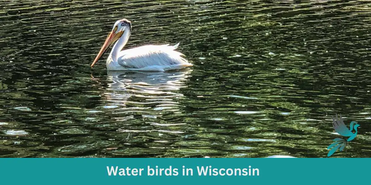 Water birds in Wisconsin