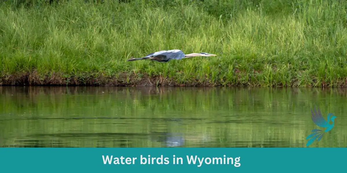 Water Birds in Wyoming
