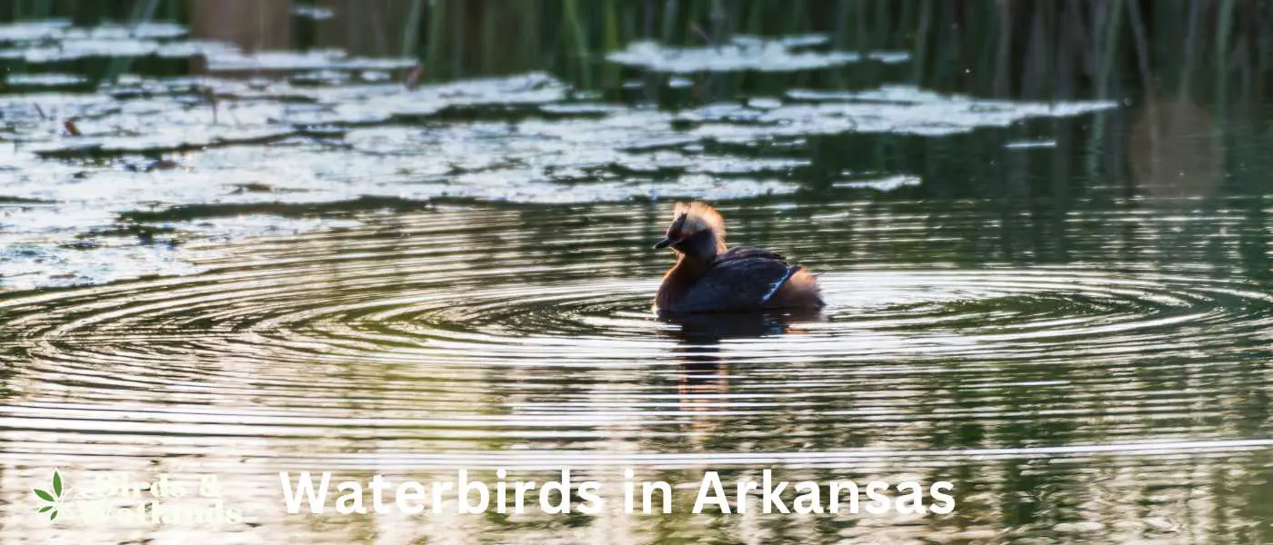 Waterbirds in Arkansas