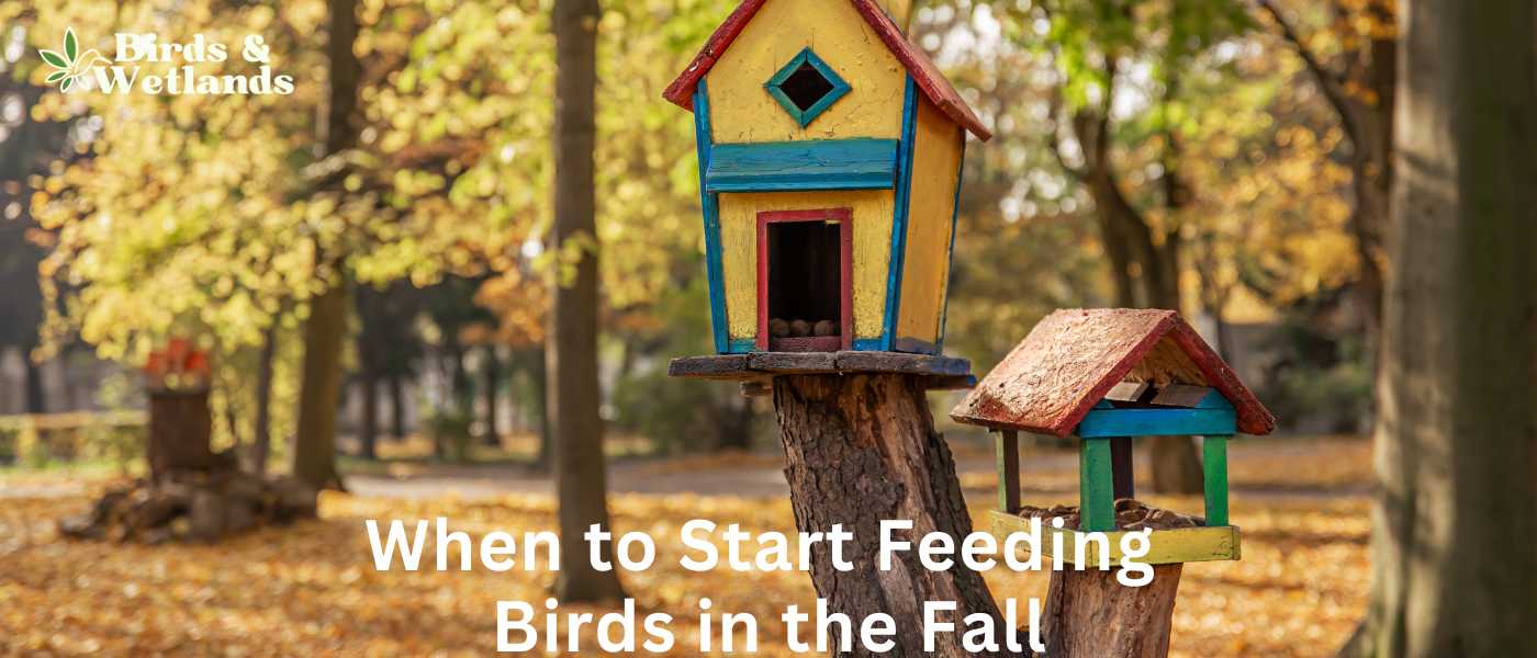 When to Start Feeding Birds in the Fall