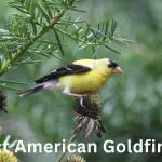 Attract American Goldfinches To Your Backyard