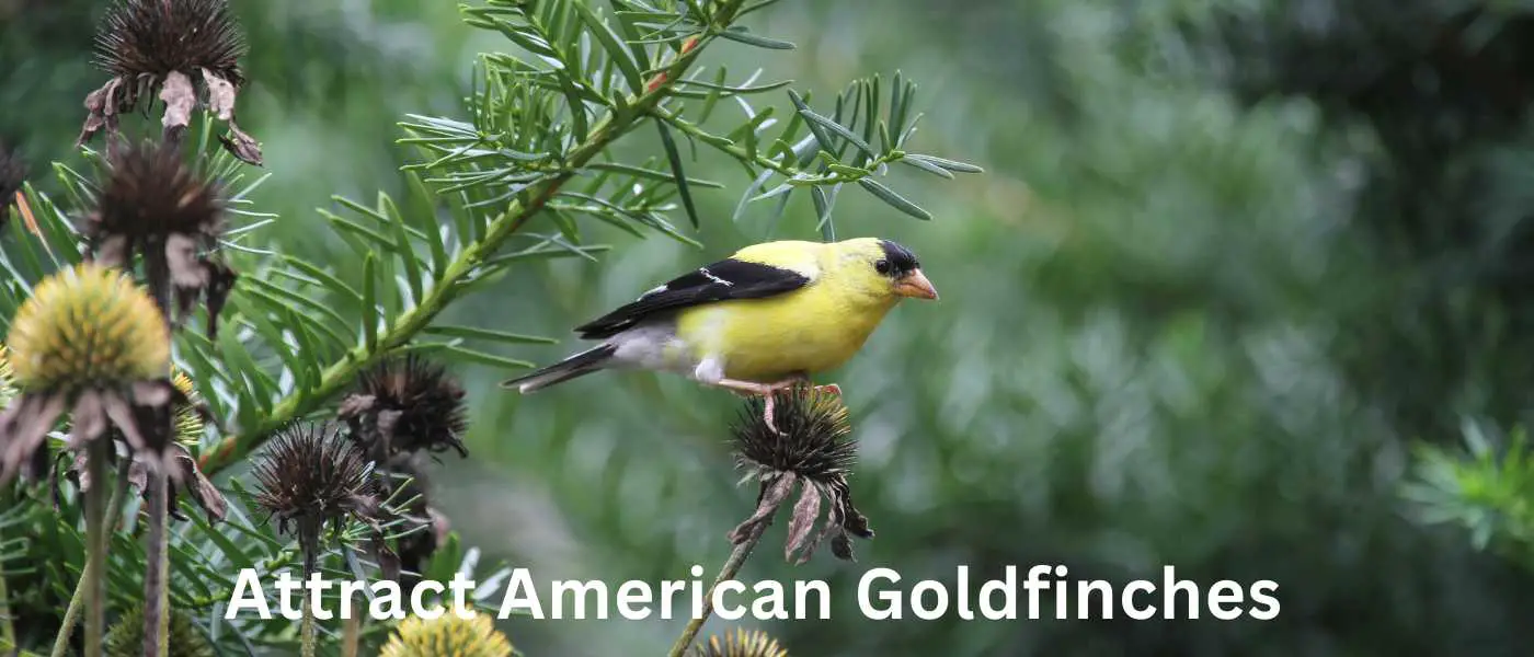 Attract American Goldfinches