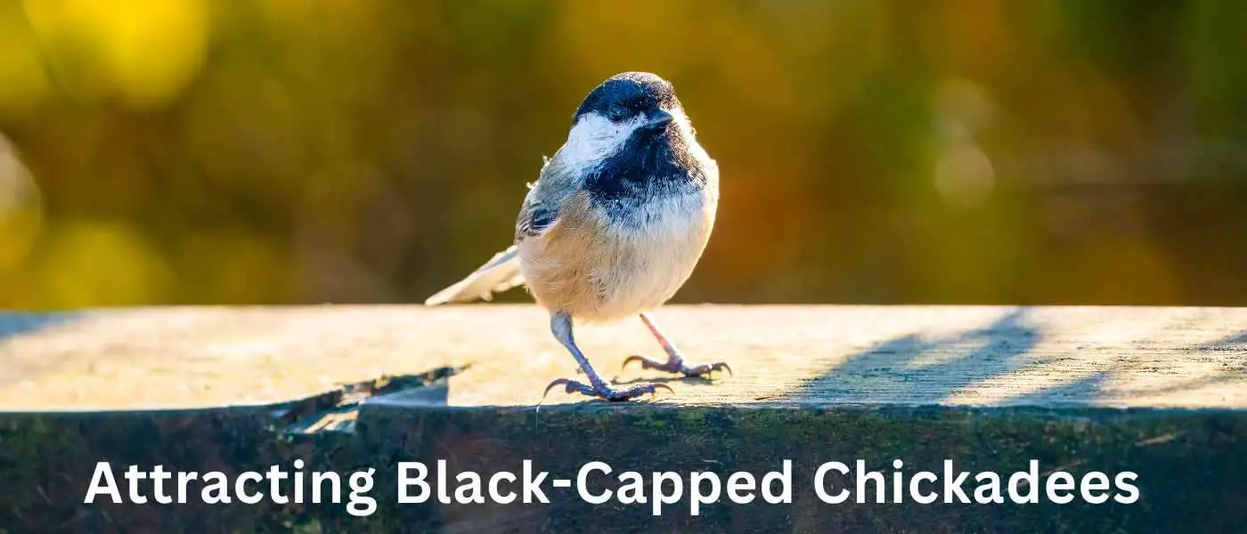 Attracting Black-Capped Chickadees