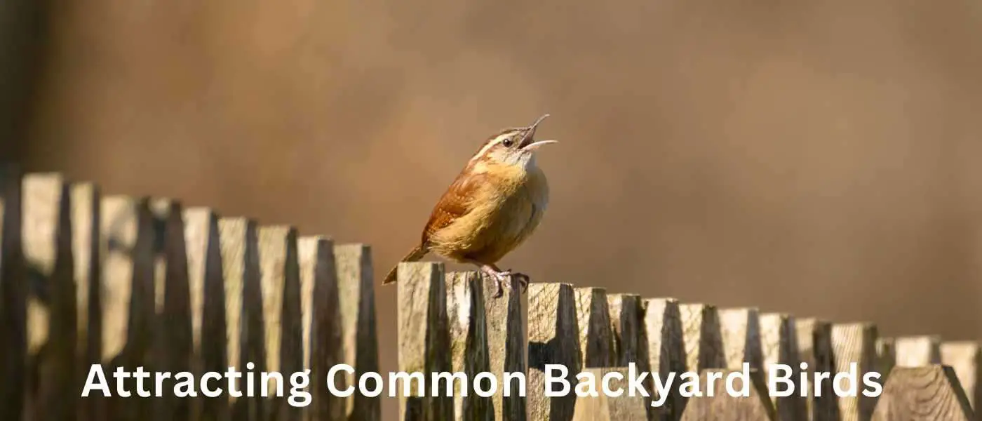 Attracting Common Backyard Birds