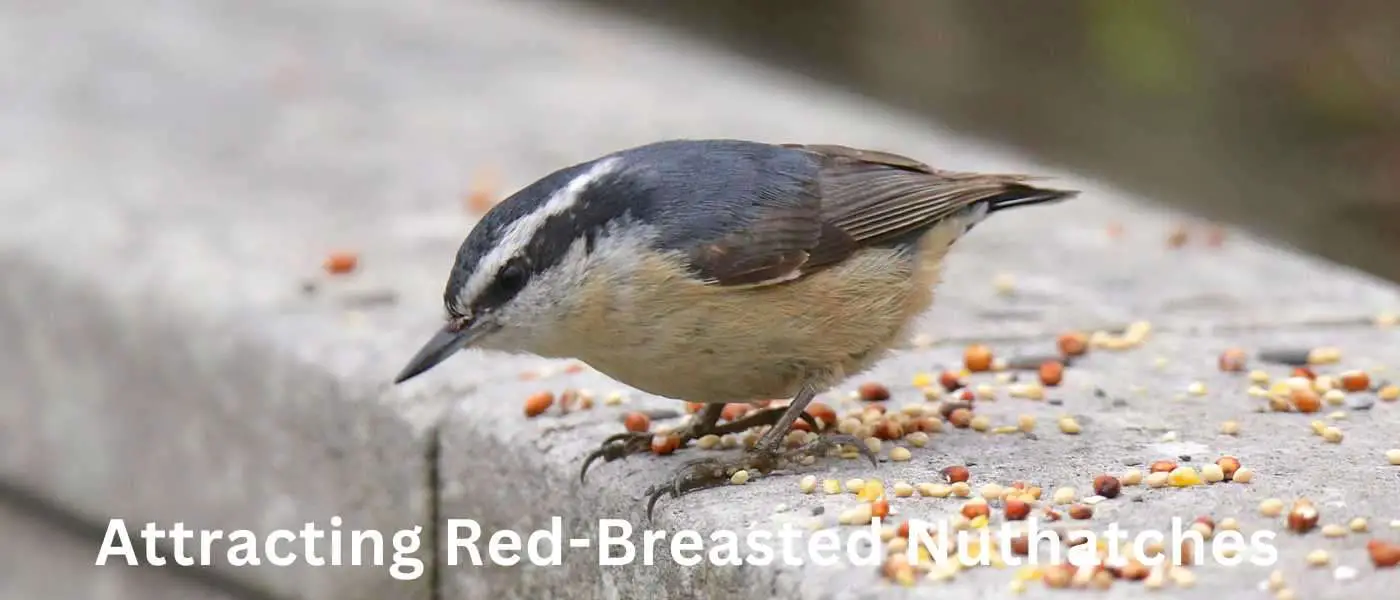 Attracting Red-Breasted Nuthatches
