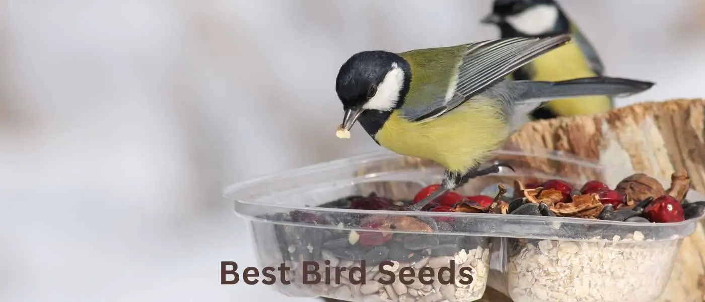 Best Bird Seeds