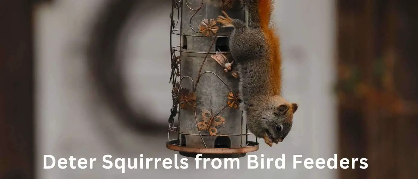 Deter Squirrels from Bird Feeders