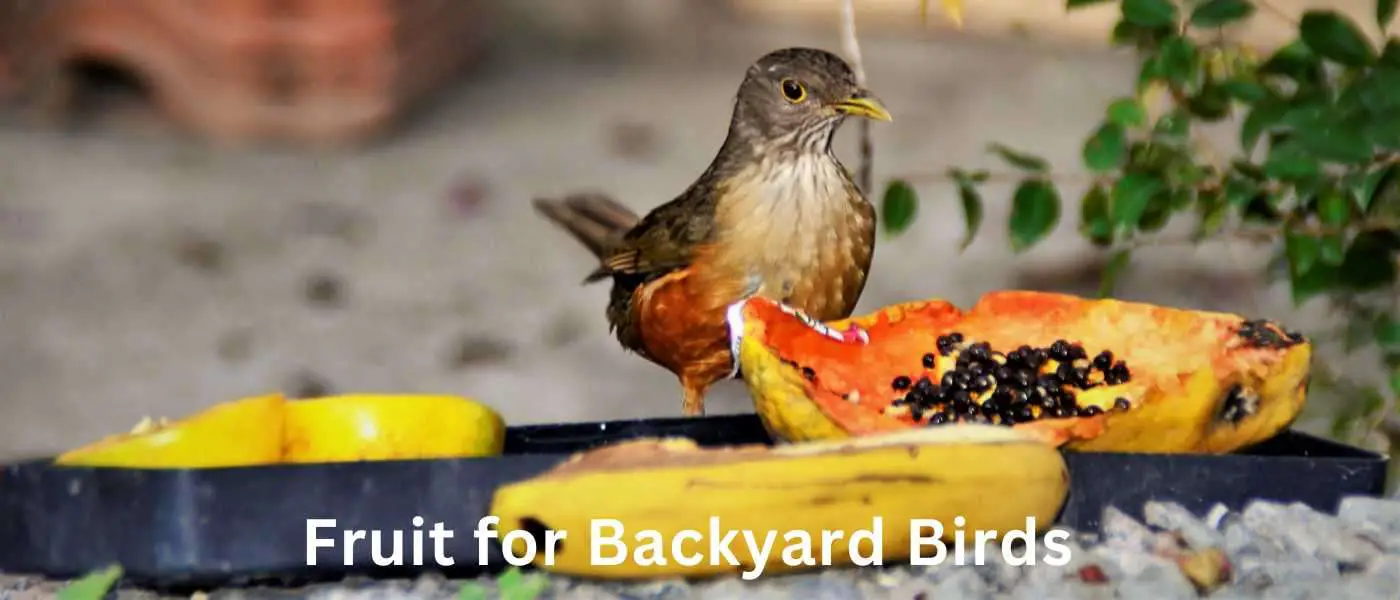 Fruit for Backyard Birds