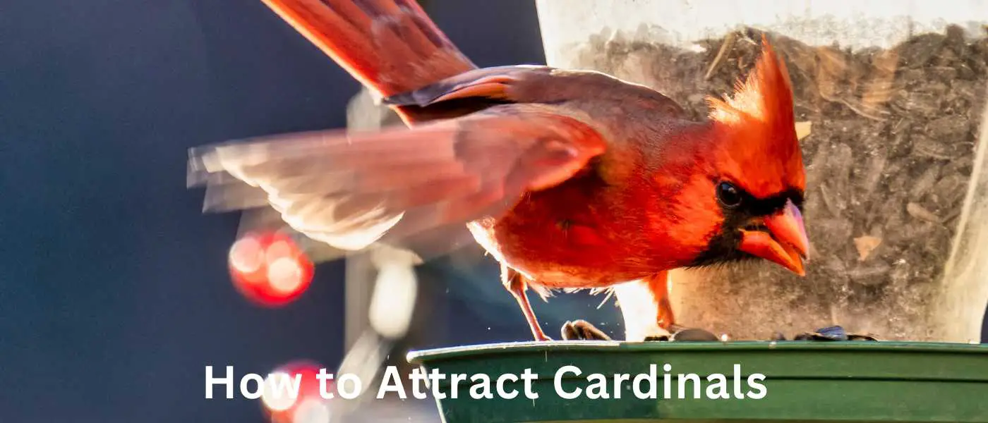 How to Attract Cardinals