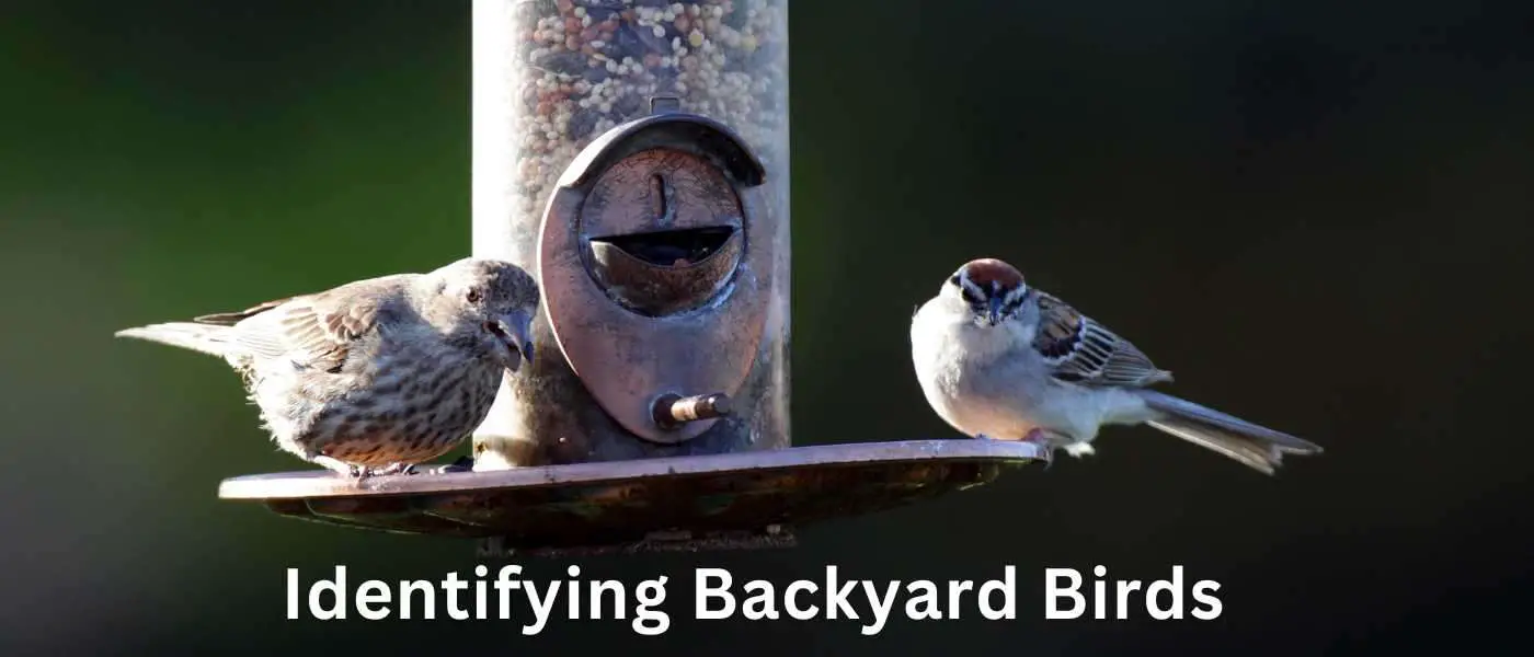 Identifying Backyard Birds