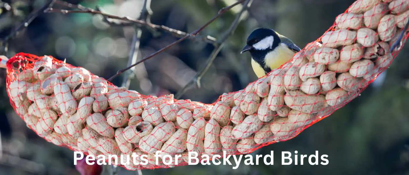 Peanuts for Backyard Birds