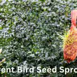 Prevent Bird Seed Sprouts: Tips For A Tidy Lawn