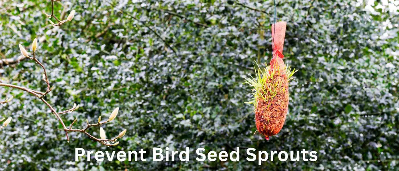 Prevent Bird Seed Sprouts