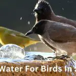 How To Provide Water For Birds In Summer