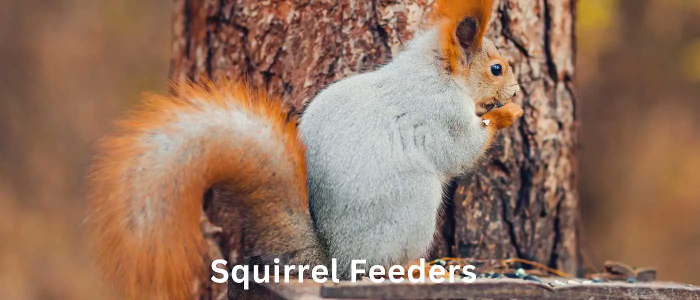 Feed the Furry Acrobats: DIY Squirrel Feeder Ideas