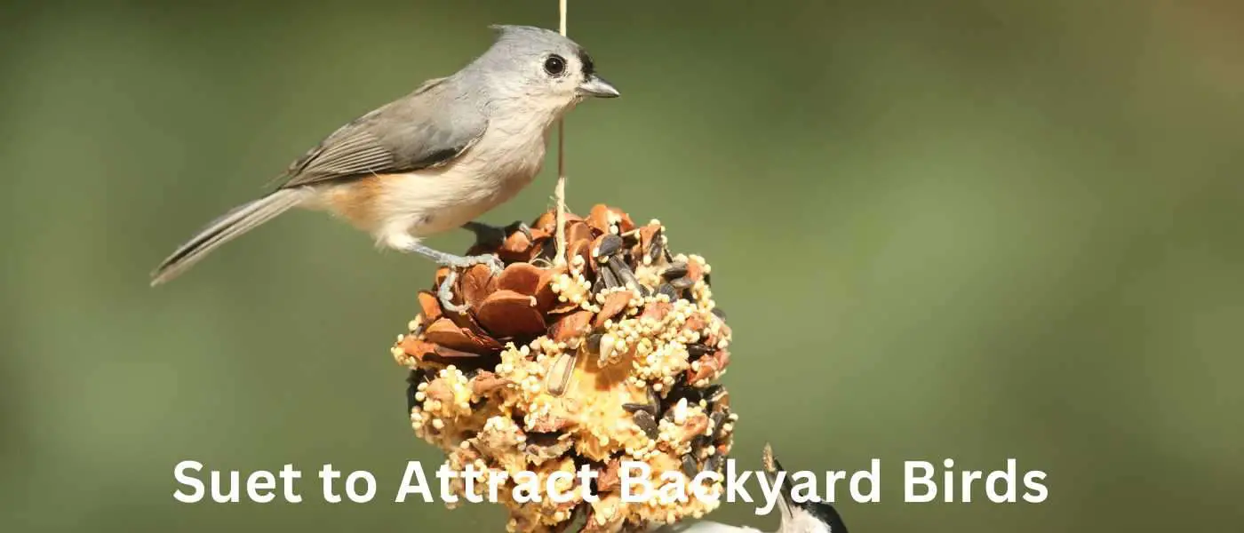 Suet to Attract Backyard Birds