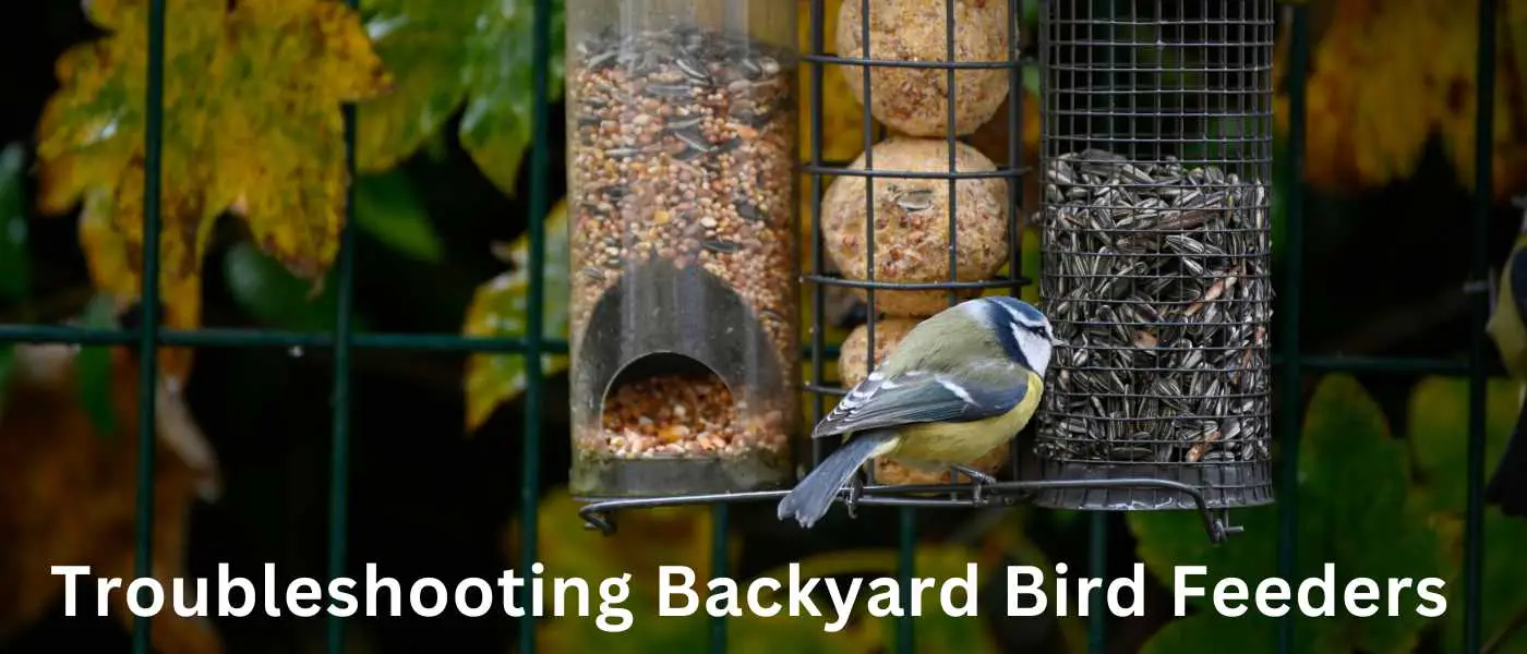 Troubleshooting Backyard Bird Feeders