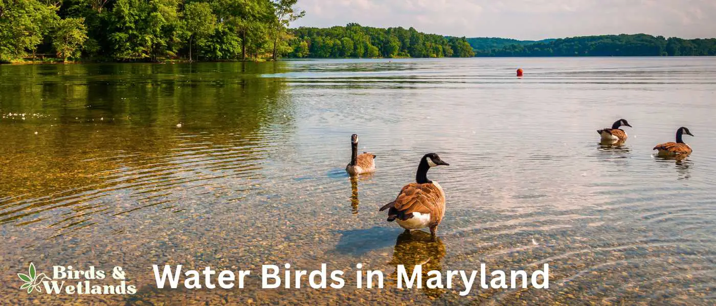 Water Birds in Maryland