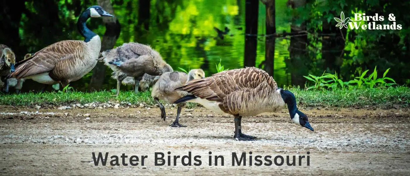 Water Birds in Missouri