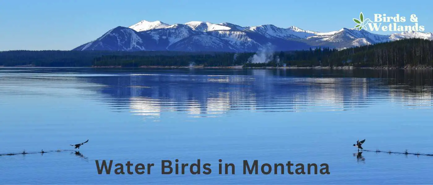 Water Birds in Montana