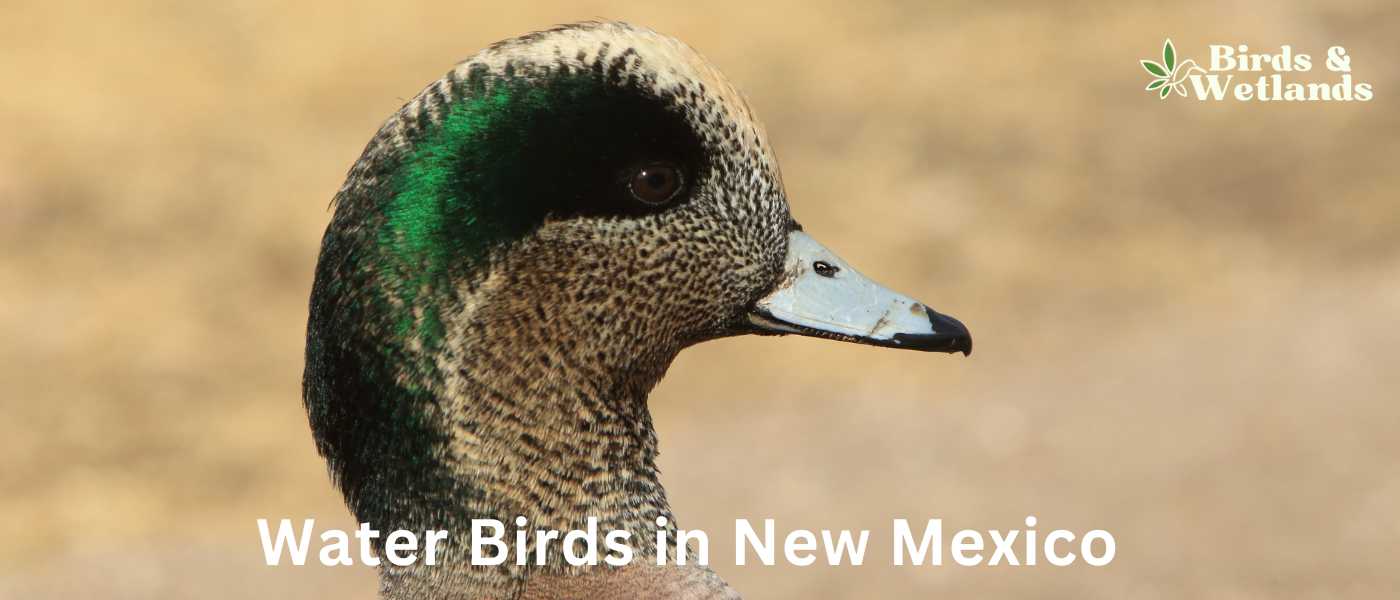 Water Birds in New Mexico