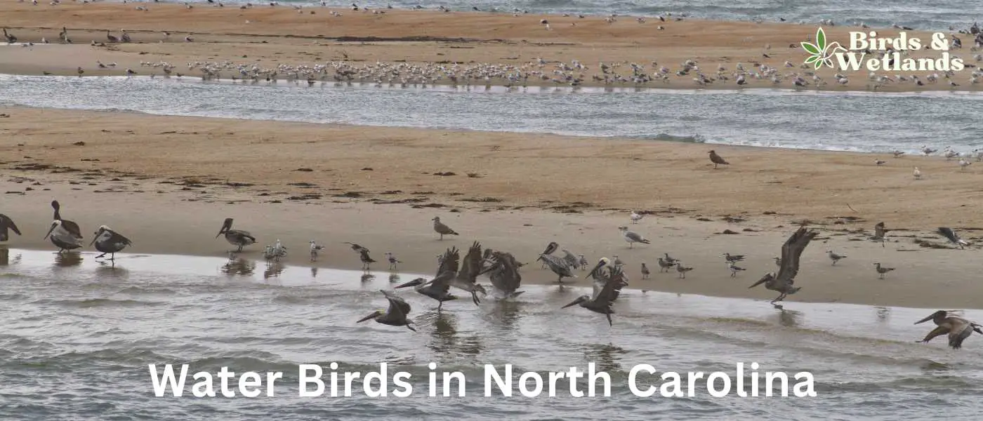 Water Birds in North Carolina