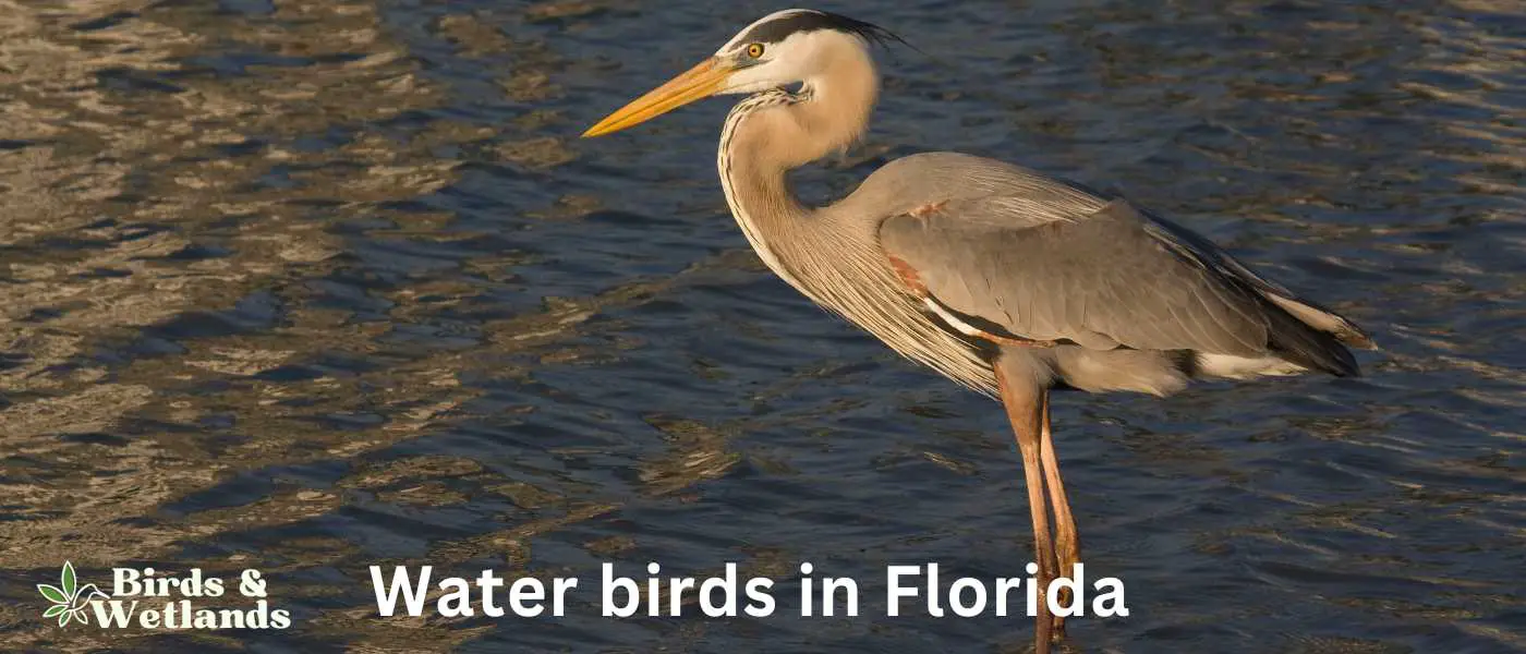 Water birds in Florida