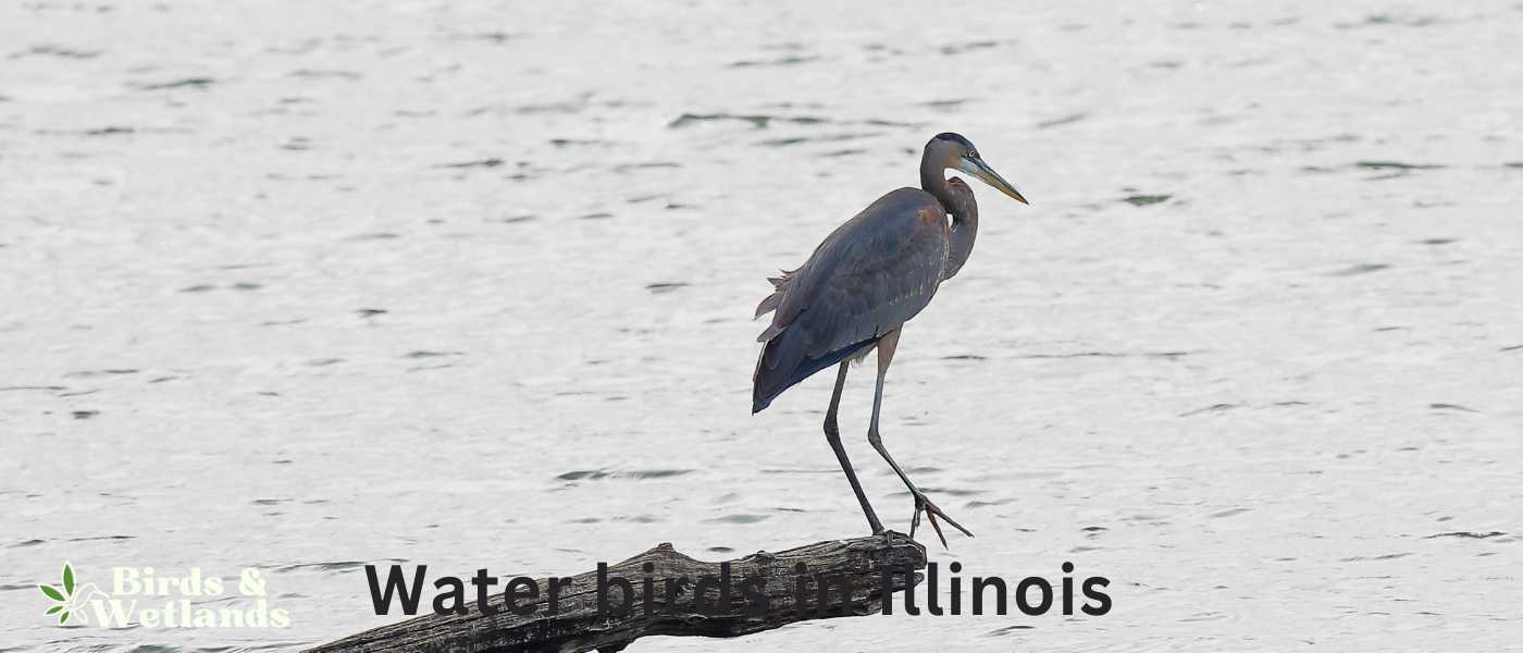 Water birds in Illinois