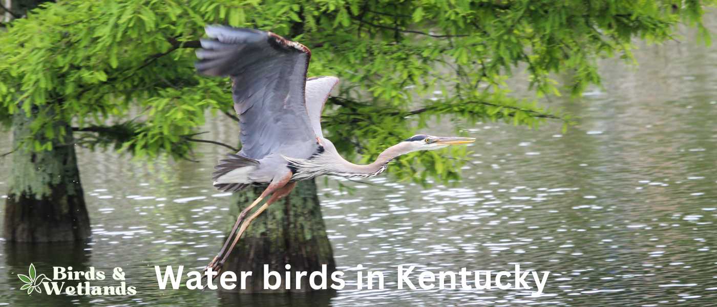 Water birds in Kentucky