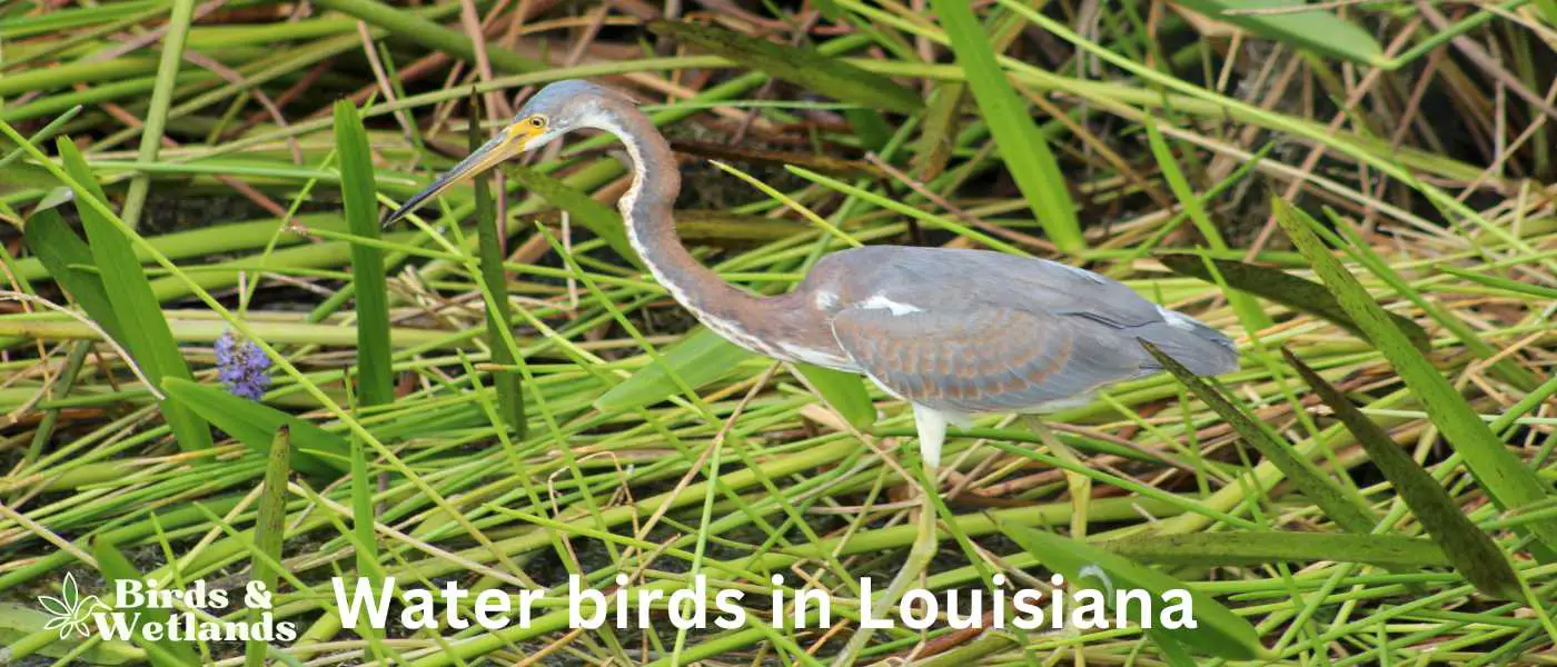 Water birds in Louisiana