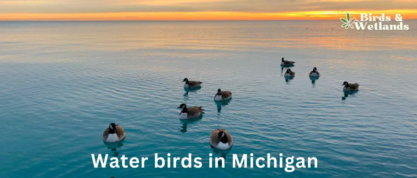 Water birds in Michigan
