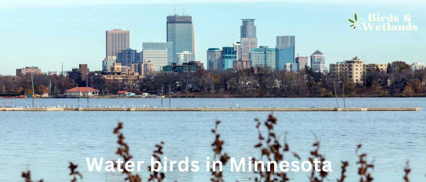 Water birds in Minnesota
