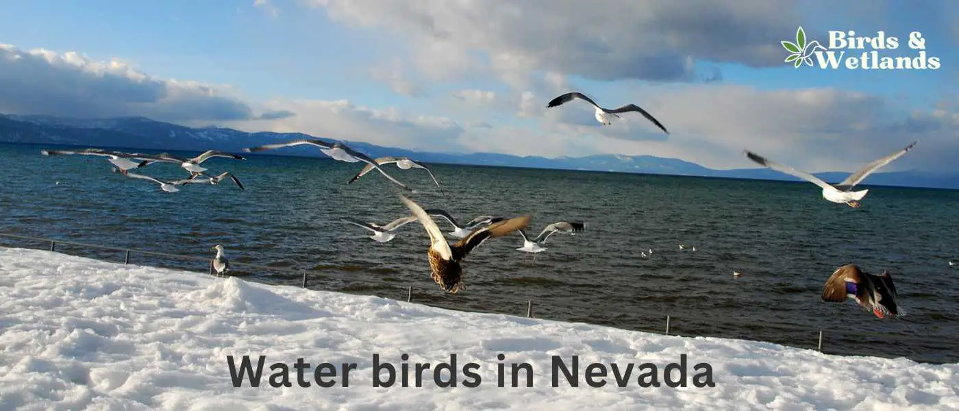 Water birds in Nevada