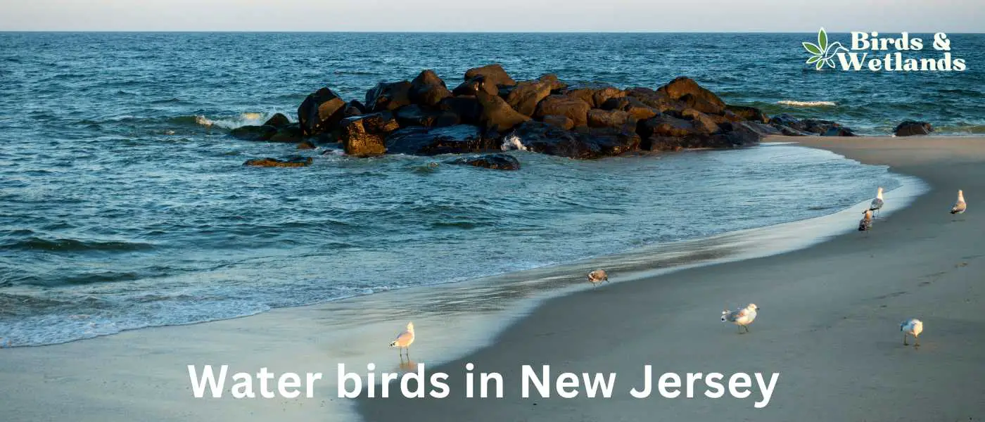 Water birds in New Jersey