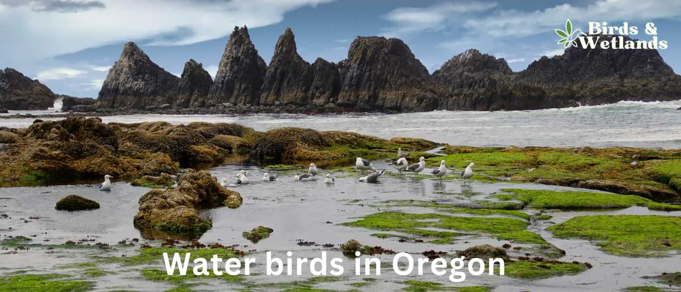 Water birds in Oregon