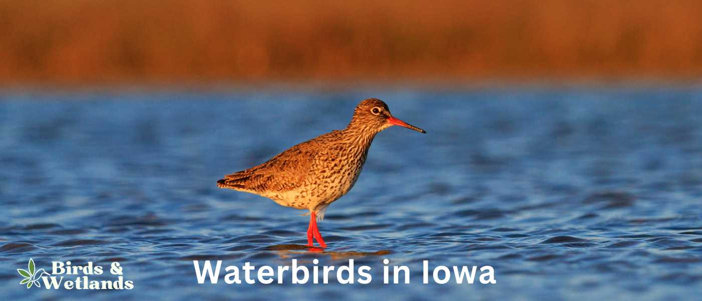Waterbirds in Iowa